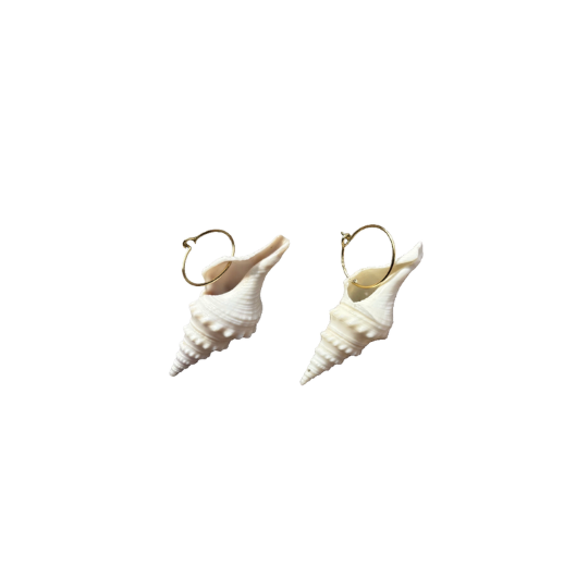 turridae