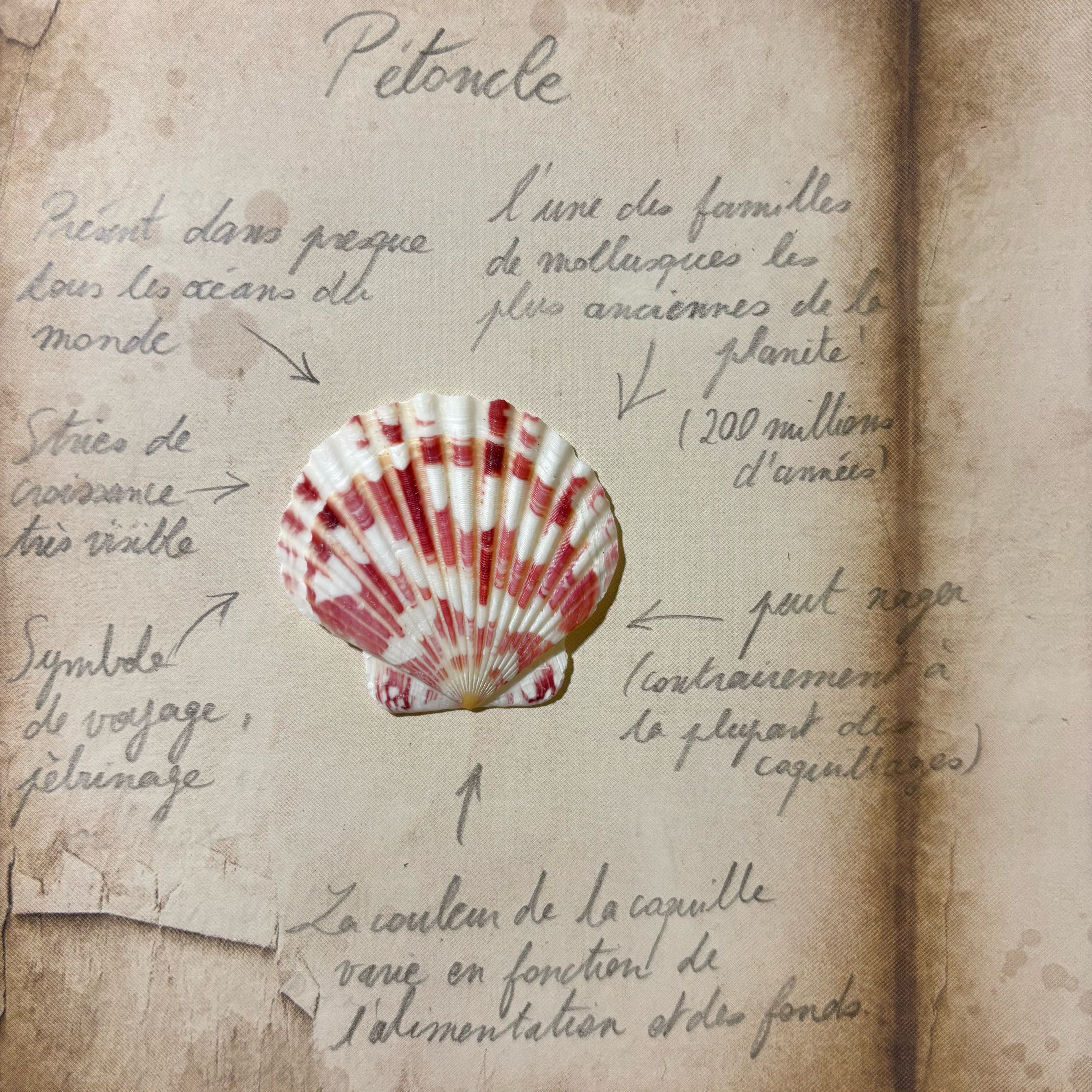 pétoncle